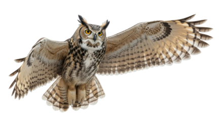 Isolated Great Horned Owl flying gracefully, spreading its wings for flight, predatory bird