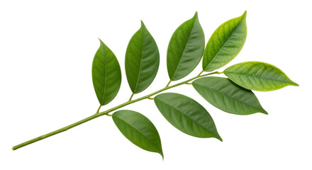 Isolated sprig of green leaves, spring foliage on branch, fresh flora element, nature still life