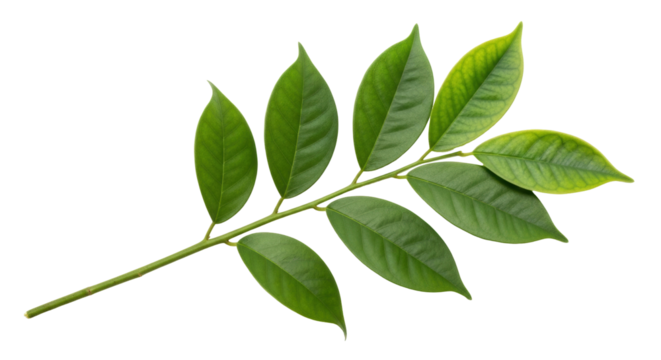 Isolated sprig of green leaves, spring foliage on branch, fresh flora element, nature still life