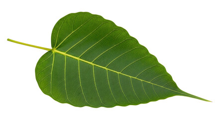 Obraz premium Isolated leaf of Bodhi tree, green sacred fig leaf, Ficus religiosa plant closeup on plain background