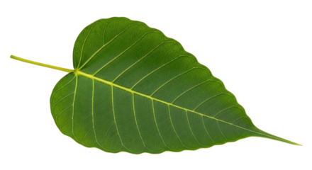 Isolated leaf of Bodhi tree, green sacred fig leaf, Ficus religiosa plant closeup on plain background