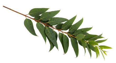 Isolated branch of eucalyptus with shiny drops, fresh eucalyptus leaves, wet foliage
