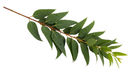 Isolated branch of eucalyptus with shiny drops, fresh eucalyptus leaves, wet foliage