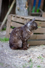 A stray gray tabby cat in front of a wooden box. Peculiarities of village life