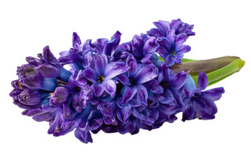 Purple hyacinth bouquet on transparent background
