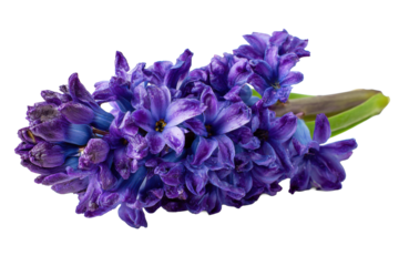 Purple hyacinth bouquet on transparent background