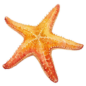 Watercolor orange starfish with white dots isolated on a transparent background marine