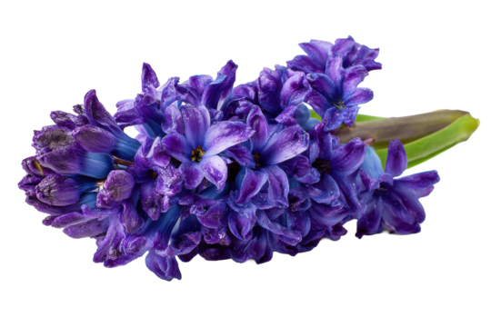 Purple hyacinth bouquet on transparent background