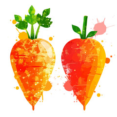 Vector illustration set, eps format, My Watercolor illustration, sliced drumstick vegetable painting isolated on a white background, EPS painting design