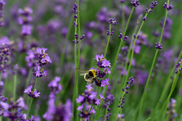 Violet Lavender in the middle of the summer. Floral nature background. Field of Lavender. Close up Lavandula angustifolia and the bee.