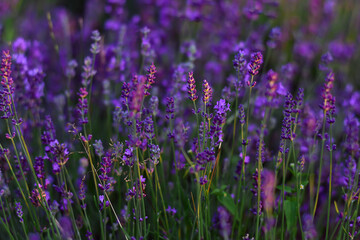 Obraz premium Close up of violet flowers Lavandula angustifolia. Lavender in the middle of the summer. Floral natural background. Field of Lavender.