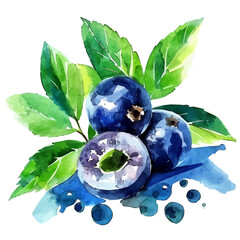 Vector illustration set, eps format, My Watercolor illustration, sliced elderberry painting isolated on a white background, EPS painting design