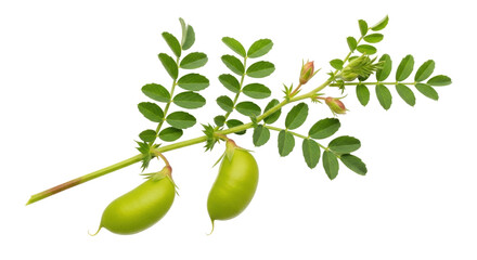 Isolated branch of chickpea plant with green pods and leaves on a seamless backdrop