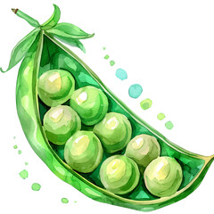 Vector illustration set, eps format, My Watercolor illustration, sliced green pea pod painting isolated on a white background, EPS painting design