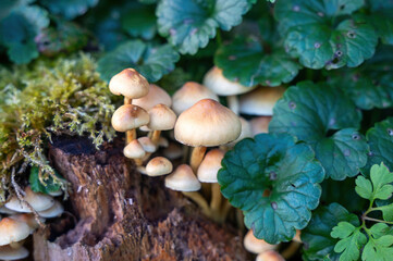 Group of mushrooms on an old tree stump