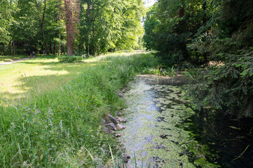 Small pond in green nature