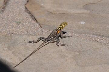 Religion planiceps, AMEIB, NAMIBIA