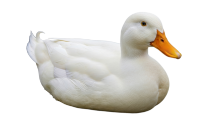 Isolated domesticated duck, waterfowl in a relaxed pose with its bright orange bill visible