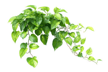 Pothos cascading vine isolated on transparent background