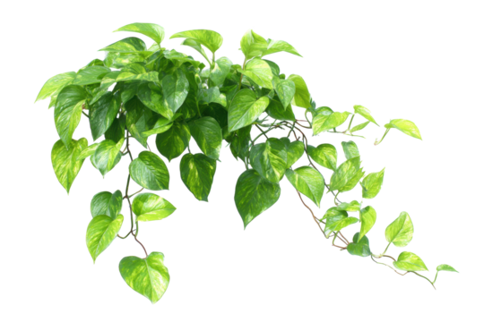 Pothos cascading vine isolated on transparent background