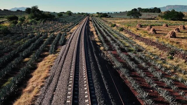 Aerial view of train tracks cutting through rows of blue agave fields with golden grassy patches, creating a striking contrast, Jalisco, Mexico.