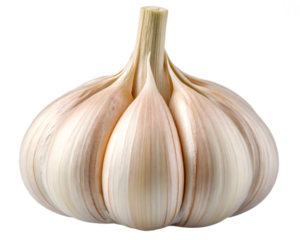 A single bulb of fresh garlic isolated on a transparent background, showcasing its papery skin and segmented cloves, a staple ingredient in many cuisines worldwide