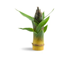 Fresh bamboo shoot, vibrant green leaves