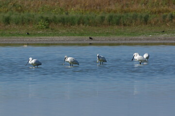 On the lake shore. Eurasian spoonbill group. Platalea leucorodia