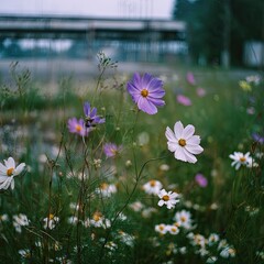 Wildflowers, purple/white, frame an out-of-focus background