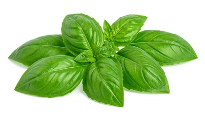 Fresh basil leaves cluster