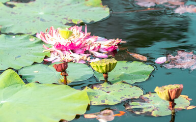 Pond with lotuses. Water lily close-up. Faded flower with fallen petals, ripe lotus capsule with seeds. Sacred flower of water lily in Buddhism. Tropical nature.