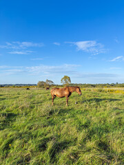 Naklejka premium Brown Horse Grazing in Green Pasture Field Under Blue Sky, Rural Countryside Landscape with Trees and Cattle in Background