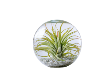Tillandsia in glass orb on white background