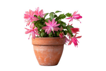 Thanksgiving cactus in terracotta pot on transparent background
