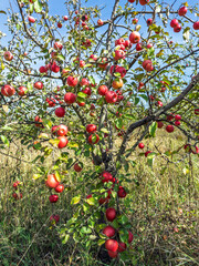 Productive Apple Tree Full of Red Apples During Harvest Time. Organic Fruit Growing in Garden Orchard on Sunny Autumn Day