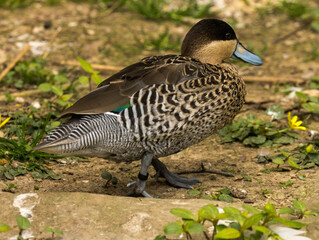 Sarcelle à collier noir