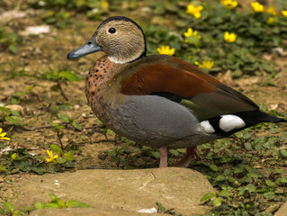 Sarcelle à collier noir