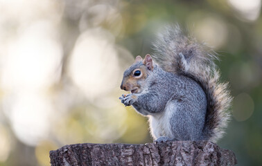 Grey squirrel eating nut on a tree stump