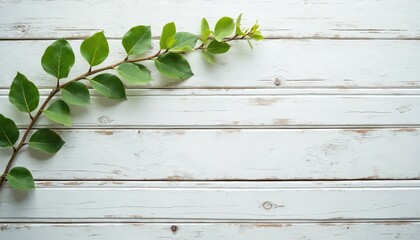 Fototapeta premium Green leaves branch on white wooden background. Natural plant with copy space. Nature backdrop with rustic wood and greenery. Eco friendly, minimal composition.