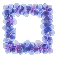 Delicate blue and purple hydrangea flower petal border forming a square frame isolated on transparent background