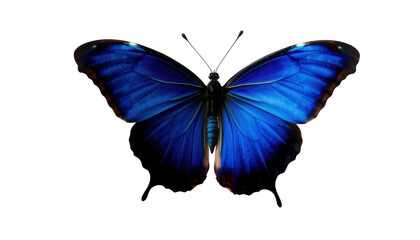 Fototapeta premium Vibrant iridescent blue butterfly with spread wings showcasing intricate patterns isolated on white background