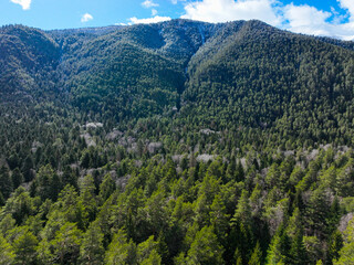 Close-up aerial view of a mountain slope covered in dense coniferous forest, showing a color gradient of different tree species