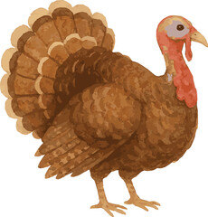 Watercolor vector illustration of a turkey
