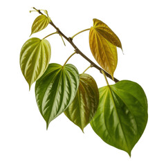 Fototapeta premium A delicate branch with heart shaped green and yellow leaves isolated on transparent background