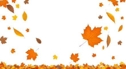 Autumn leaves falling and scattered on a transparent background