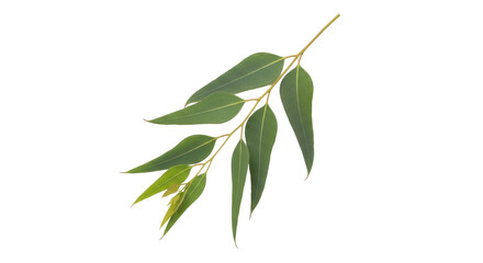 Isolated Eucalyptus branch with green leaves isolated, medicinal, natural, organic