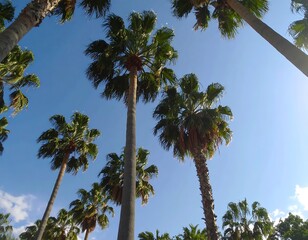 Palm trees reaching for a vibrant blue sky