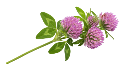 Isolated Trifolium pratense, a lovely bunch of red clover, with leaves and flowerheads