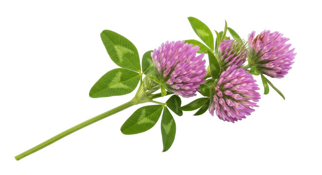 Isolated Trifolium pratense, a lovely bunch of red clover, with leaves and flowerheads