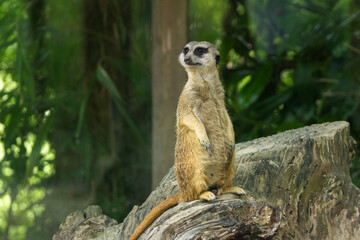 Suricate